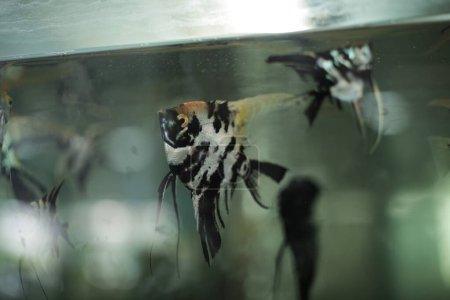 fish with white and black patterns in the aquarium