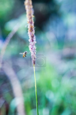 eine Biene fliegt zwischen den Blumen