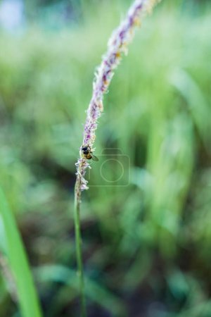bee wings open perched on a plant with a blur background