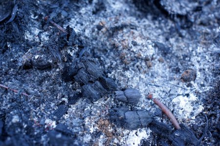 les cendres noires et blanches des tourbières restantes brûlent à Sumatra