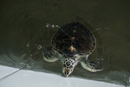 turtles at the Pangumbahan Beach Conservation Center in Sukabumi, Indonesia