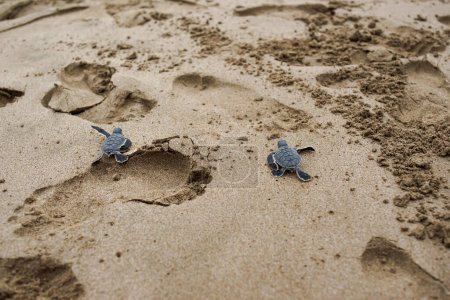 Téléchargez les photos : Deux jeunes tortues sont relâchées dans la mer à Ujung Genteng plage Sukabumi Indonésie - en image libre de droit