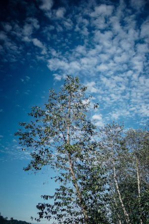 Photo for Tall tree with blue sky - Royalty Free Image