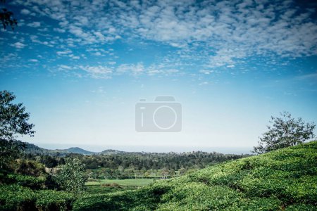 Foto de Atmósfera de la mañana en la extensión de las plantaciones de té - Imagen libre de derechos