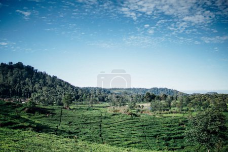 Foto de Atmósfera de la mañana en la extensión de las plantaciones de té - Imagen libre de derechos