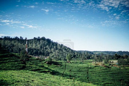 Photo for Morning atmosphere on the expanse of tea plantations - Royalty Free Image