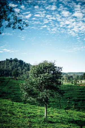 Photo for Composition of tall trees in tea plantation - Royalty Free Image