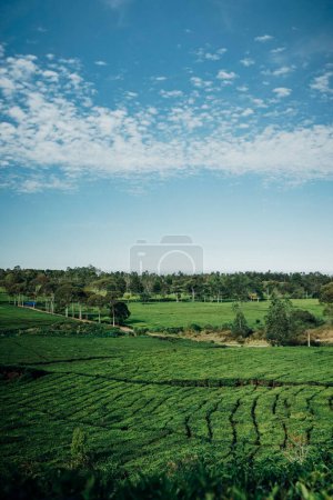 Photo for Morning atmosphere on the expanse of tea plantations - Royalty Free Image