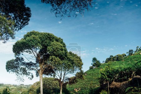 Photo for Composition of tall trees in tea plantation - Royalty Free Image