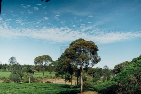 Téléchargez les photos : Composition des grands arbres dans la plantation de thé - en image libre de droit