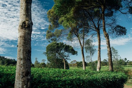 Téléchargez les photos : Composition des grands arbres dans la plantation de thé - en image libre de droit