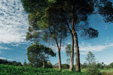 Foto de Composición de árboles altos en plantaciones de té - Imagen libre de derechos