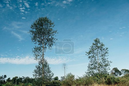 Foto de Árbol alto con cielo azul - Imagen libre de derechos