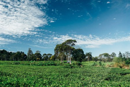 Téléchargez les photos : Ambiance matinale sur l'étendue des plantations de thé - en image libre de droit