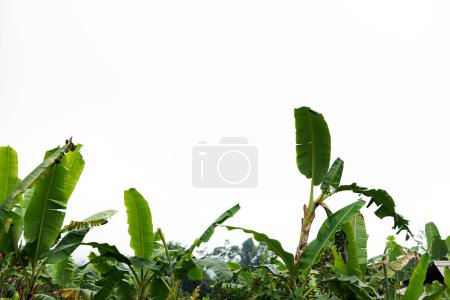 a group of beautiful banana trees on a white background
