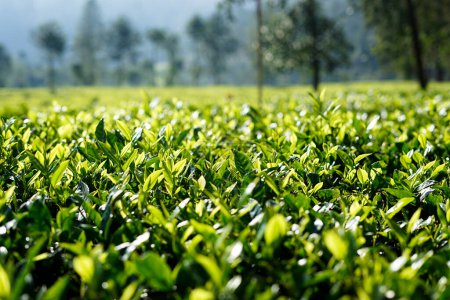 Foto de Primer plano de los brotes de hojas de té en la plantación de té rancabali ciwidey - Imagen libre de derechos