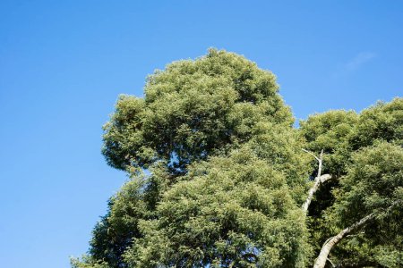 Photo for Tall tree with blue sky during the day - Royalty Free Image