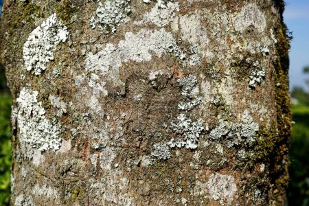 closeup of plant pests living on tree bark