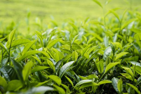 té verde en una plantación de té