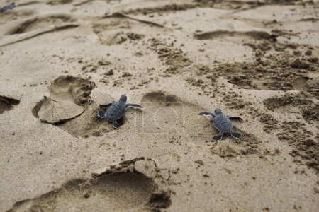 Téléchargez les photos : Deux tortues marchant sur la plage à Sukabumi, Indonésie - en image libre de droit