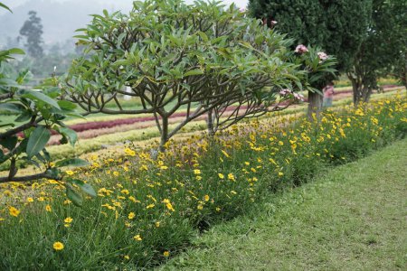 Téléchargez les photos : Fleur jaune gesanghua dans le jardin de la maison - en image libre de droit