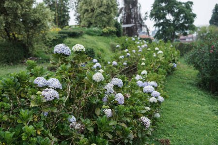 lila Hortensie im Garten auf grünem Hintergrund