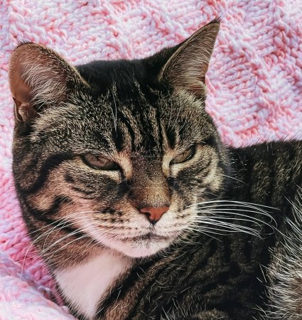 Photo for Beautiful female tabby cat on pink knitted blanket at home, adorable domestic pet portrait, close-up - Royalty Free Image