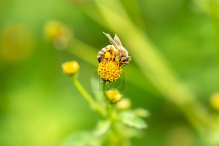 Europäische Honigbiene auch als Apis mellifera bekannt.