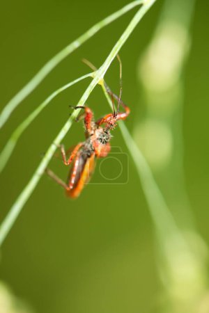 The Harpactorinae Assassin Bug resting watching ever so closely for predators.