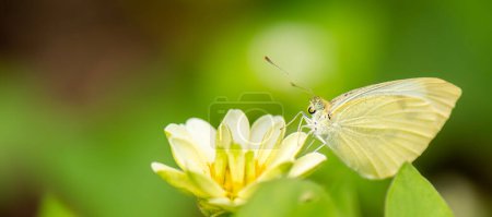 Pieris rapae es una especie de mariposa de la familia Pieridae, también conocida como Cabbage White..