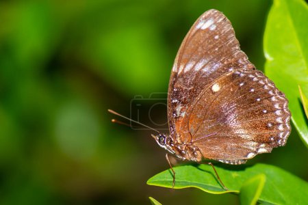 Photo for Hypolimnas bolina, the great eggfly, common eggfly, varied eggfly, or in New Zealand the blue moon butterfly, is a species of nymphalid butterfly found from Madagascar to Asia and Australia. - Royalty Free Image
