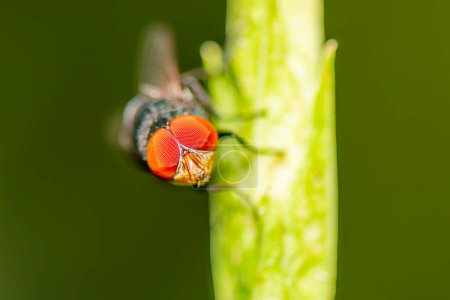 Musca Domestica Linnaeus, besser bekannt als Stubenfliege, ist eine Fliege der Unterordnung Cyclorrhapha mit einer Lebensdauer von nur 28 Tagen.