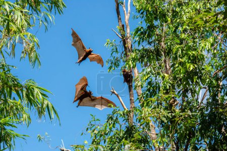Grey-headed flying fox is a megabat native to Australia, this flying fox is the largest bat in Australia, its scientific name is Pteropus poliocephalus and the bat is currently listed as vulnerable.
