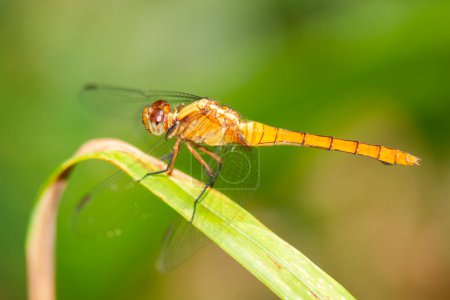 Orthetrum testaceum, common names Crimson Dropwing or Orange Skimmer. is an Asian fresh water dragonfly species belonging to the family Libellulidae.