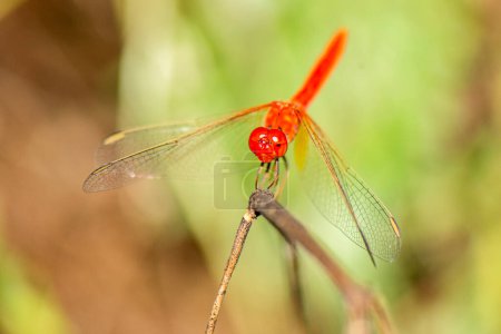 Diplacodes haematodes, thescarlet percher, is a species of dragonfly in the family Libellulida. It is locally common in habitats with hot sunny exposed sites at or near rivers, streams, ponds, and lakes. 
