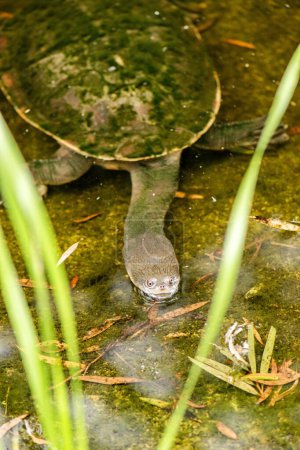 Eastern long-necked turtle is an east Australian species of snake-necked turtle that inhabits a wide variety of water bodies and is an opportunistic feeder. 