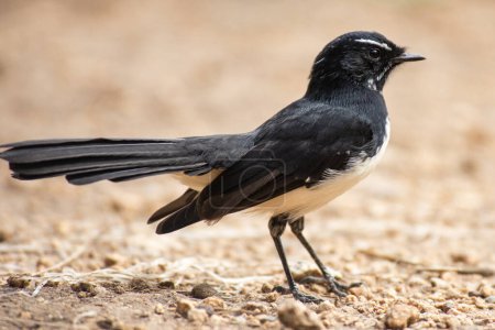 The willie wagtail, scientific name Rhipidura leucophrys. It is a common and familiar bird throughout much of its range, living in most habitats apart from thick forest. 