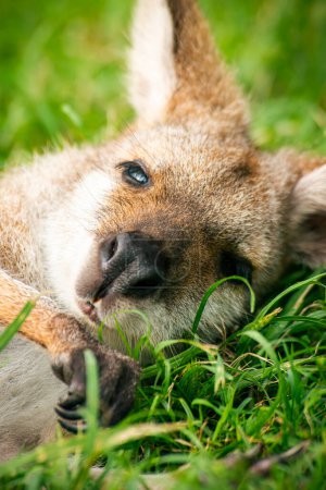 The red-necked wallaby or Bennett's wallaby is a medium-sized macropod marsupial, common in the more temperate and fertile parts of eastern Australia, including Tasmania.