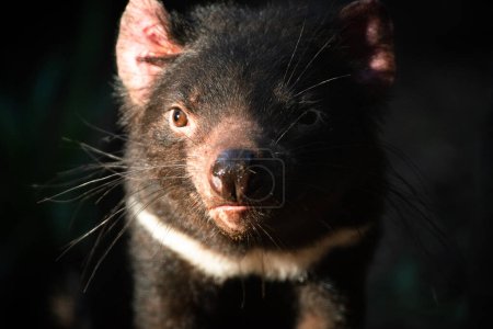 The Tasmanian devil is a carnivorous marsupial of the family Dasyuridae. It was formerly present across mainland Australia, but became extinct there around 3,500 years ago.
