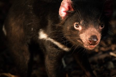Le diable de Tasmanie est un marsupial carnivore de la famille des Dasyuridae. Il était autrefois présent dans toute l'Australie continentale, mais s'y est éteint il y a environ 3500 ans.