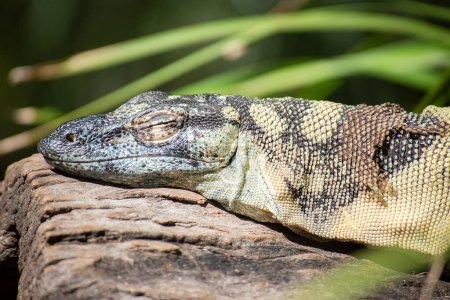 The lace monitor, also known as the tree goanna, is a member of the monitor lizard family native to eastern Australia. A large lizard, it can reach 2 metres in total length and 14 kilograms in weight.