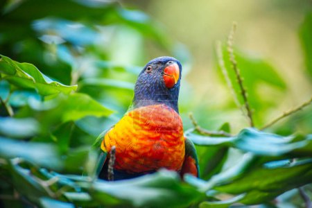 The rainbow lorikeet is a species of parrot found in Australia. It is common along the eastern seaboard, from northern Queensland to South Australia. Its habitat is rainforest, coastal bush and woodland areas.