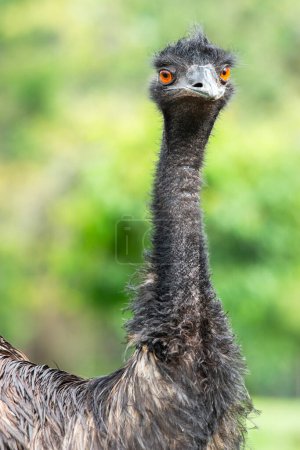 El emú es una especie de ave voladora endémica de Australia, donde es el ave nativa más grande.