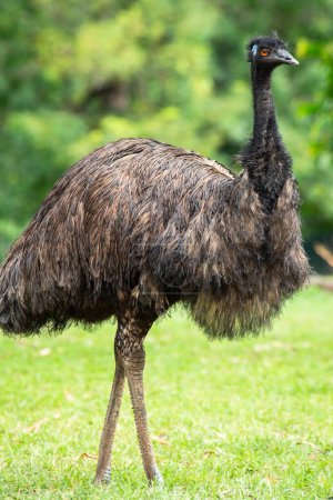 L'émeu est une espèce d'oiseau sans vol endémique de l'Australie, où il est le plus grand oiseau indigène.