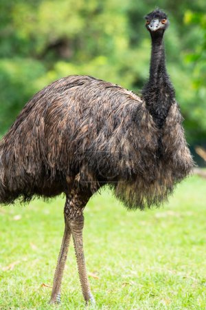 Der Emu ist eine Art flugunfähiger Vogel, die in Australien endemisch ist, wo er der größte einheimische Vogel ist.