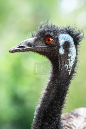 Der Emu ist eine Art flugunfähiger Vogel, die in Australien endemisch ist, wo er der größte einheimische Vogel ist.