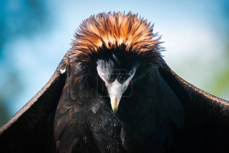 Téléchargez les photos : L'aigle à queue cunéiforme est le plus grand oiseau de proie du continent australien. Il est également présent dans le sud de la Nouvelle-Guinée au nord et est distribué aussi loin au sud que l'État de Tasmanie. - en image libre de droit
