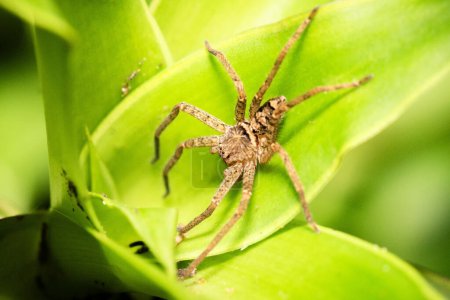 Les araignées chasseuses, membres de la famille des Sparassidae, sont connues sous ce nom en raison de leur vitesse et de leur mode de chasse..