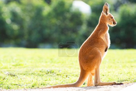 The red kangaroo joey exploring its surrounding during the day. The red kangaroo is the largest of all kangaroos, the largest terrestrial mammal native to Australia, and the largest extant marsupial.