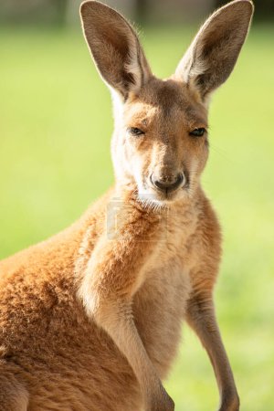 The red kangaroo joey exploring its surrounding during the day. The red kangaroo is the largest of all kangaroos, the largest terrestrial mammal native to Australia, and the largest extant marsupial.